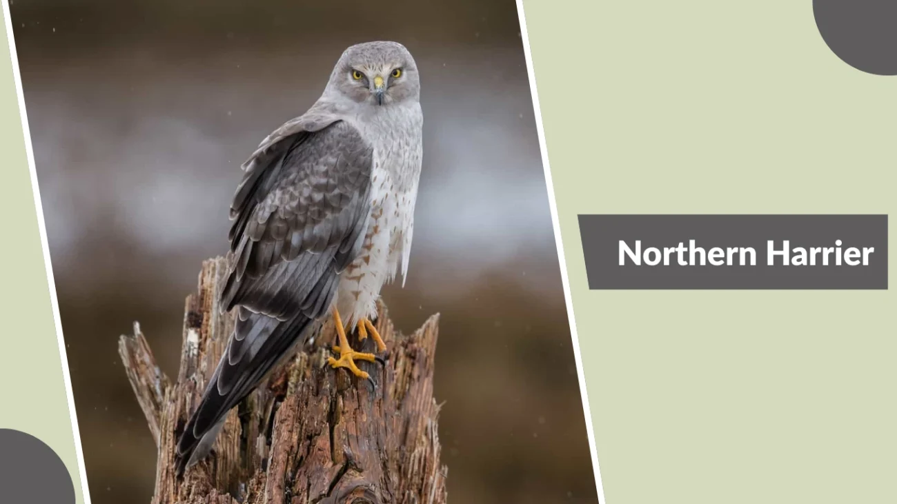 Northern Harrier