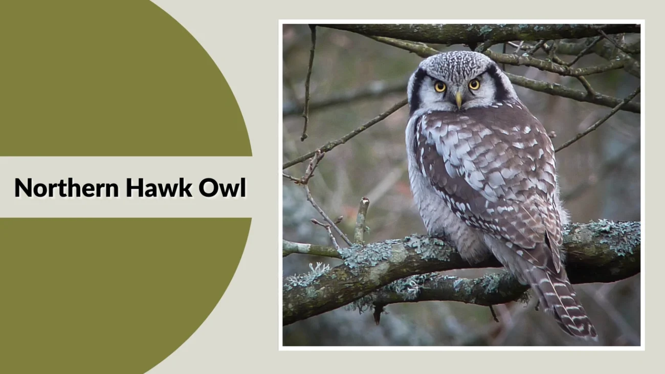 Northern Hawk Owl