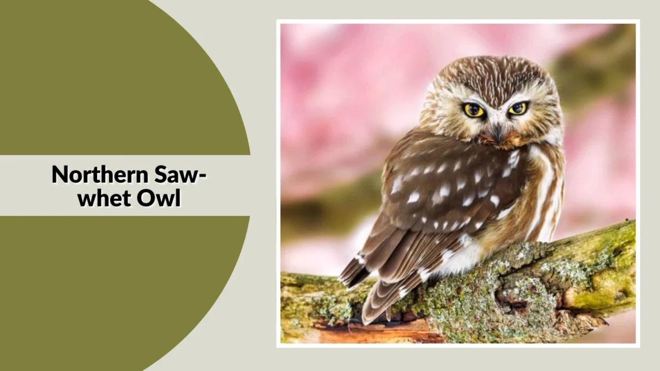 Northern Saw-whet Owl