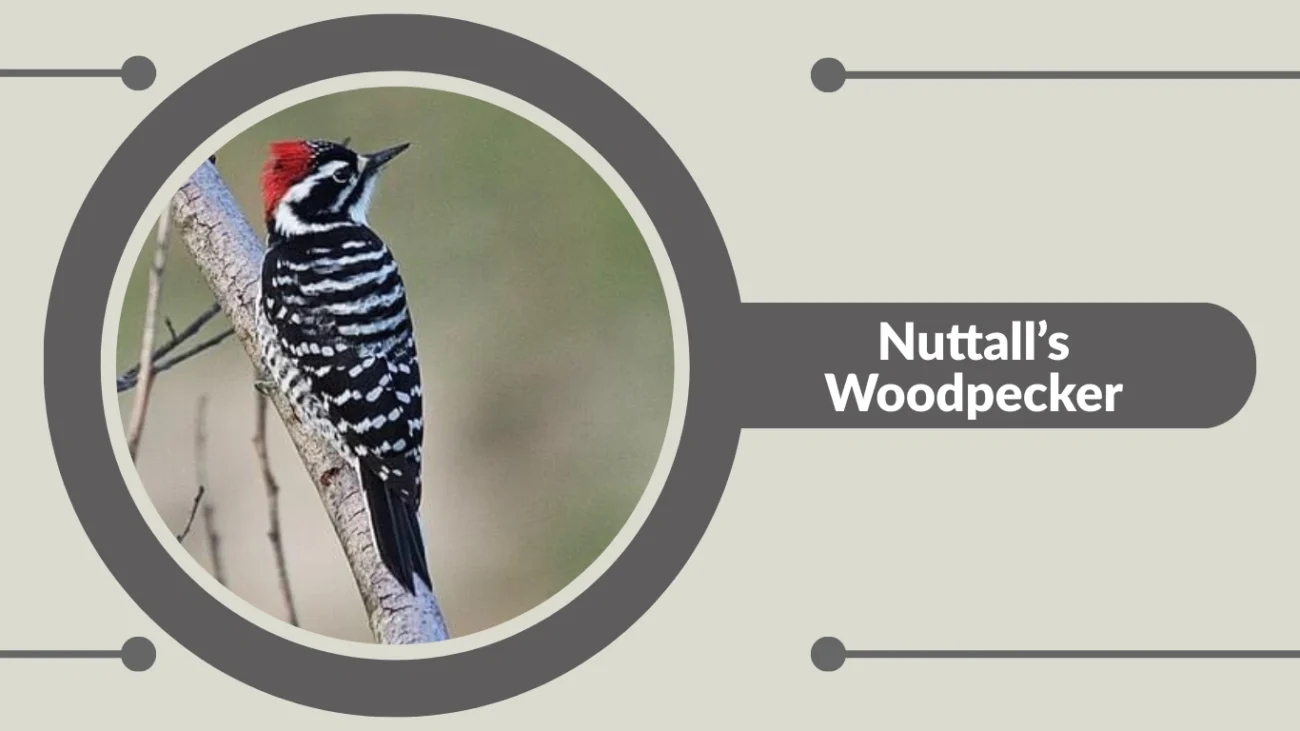 Nuttall’s Woodpecker