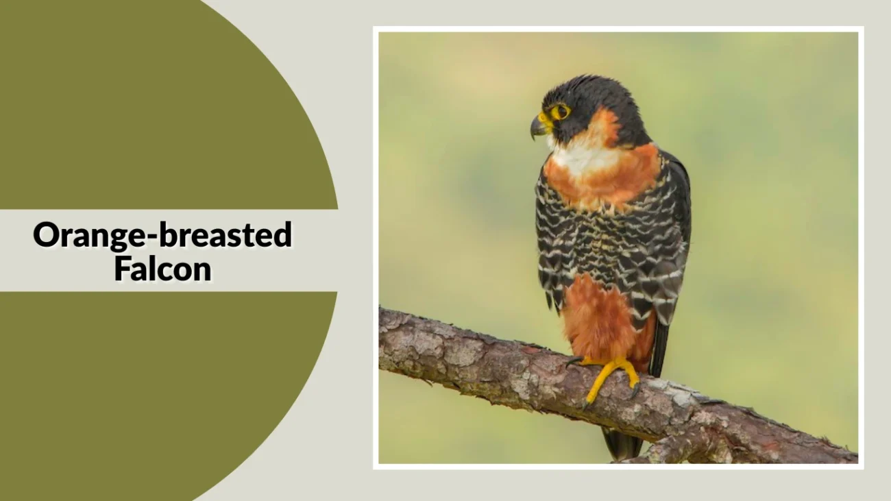 Orange-breasted Falcon