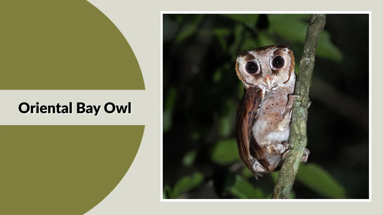 Oriental Bay Owl