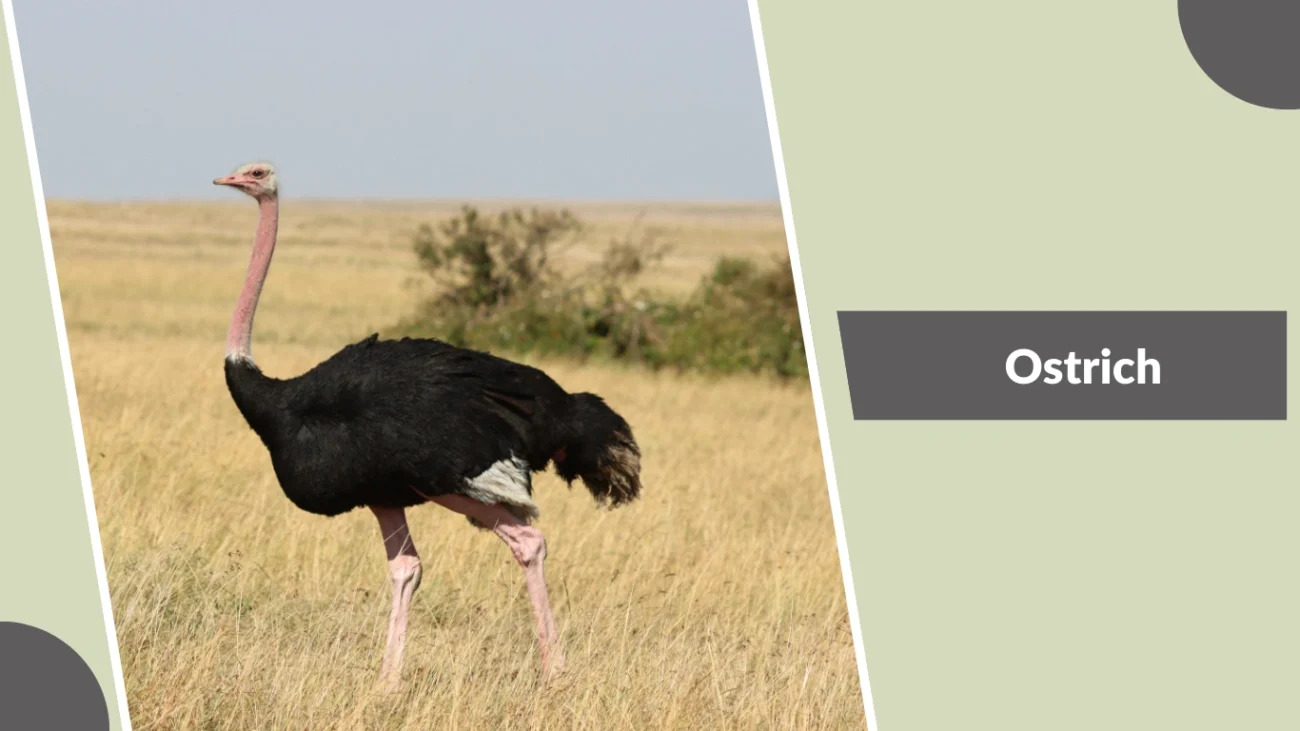 Ostrich