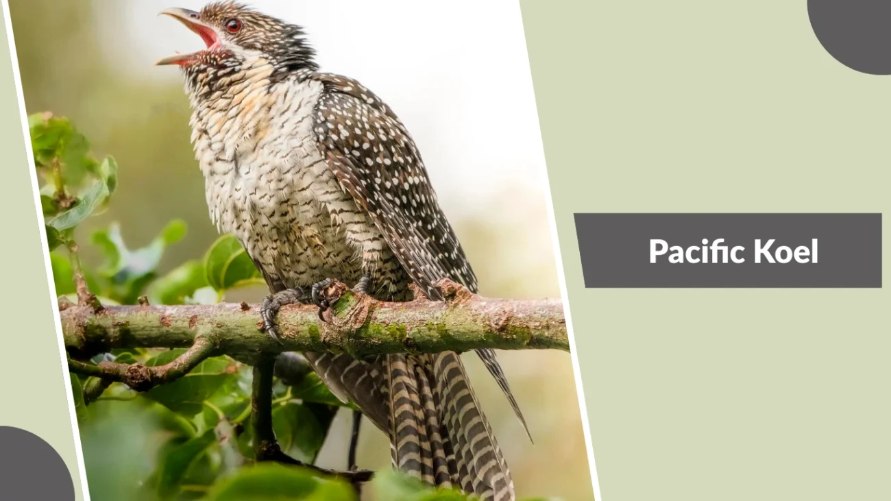 Pacific Koel
