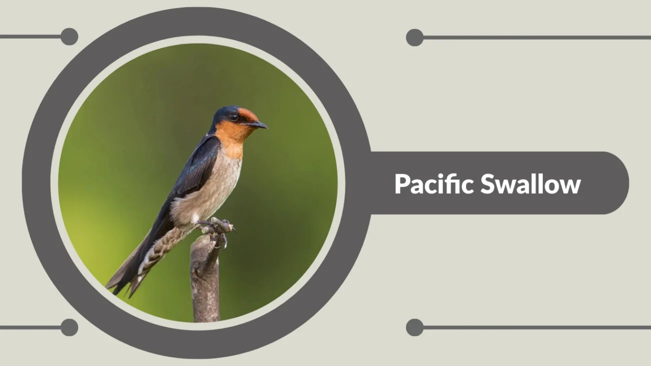 Pacific Swallow