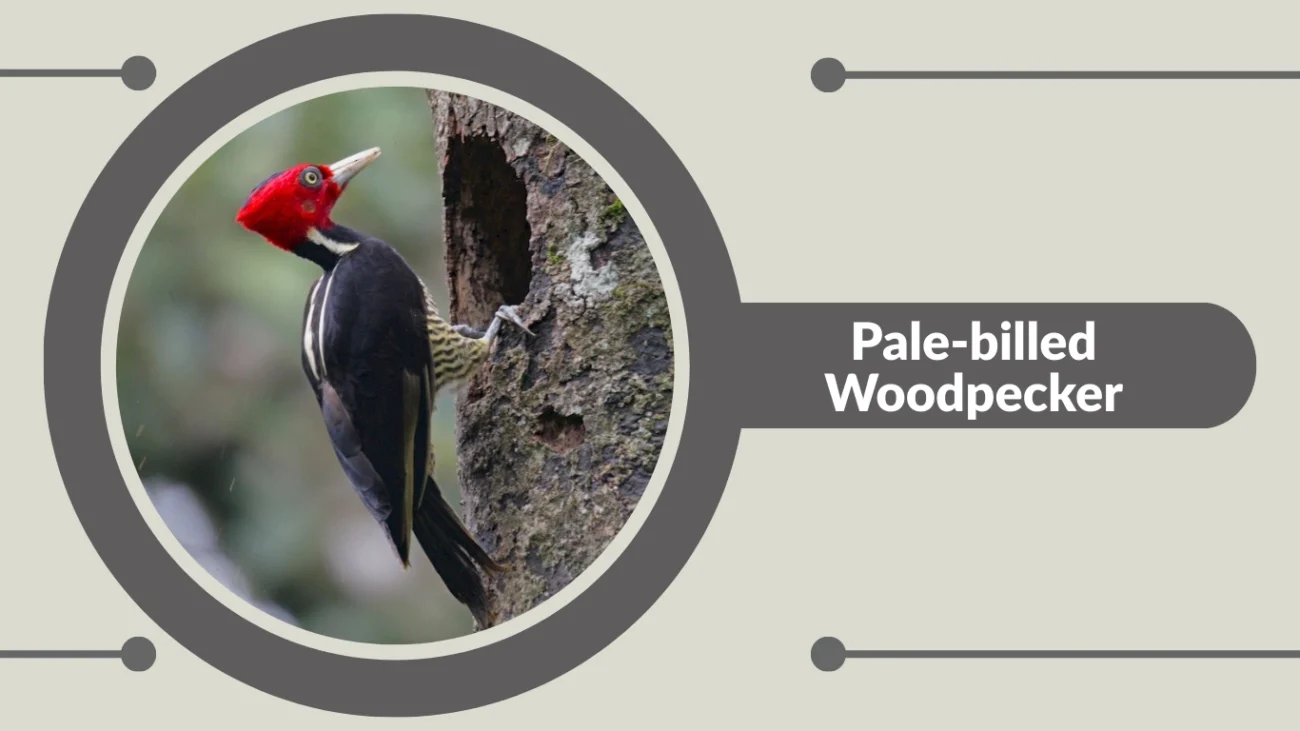 Pale-billed Woodpecker