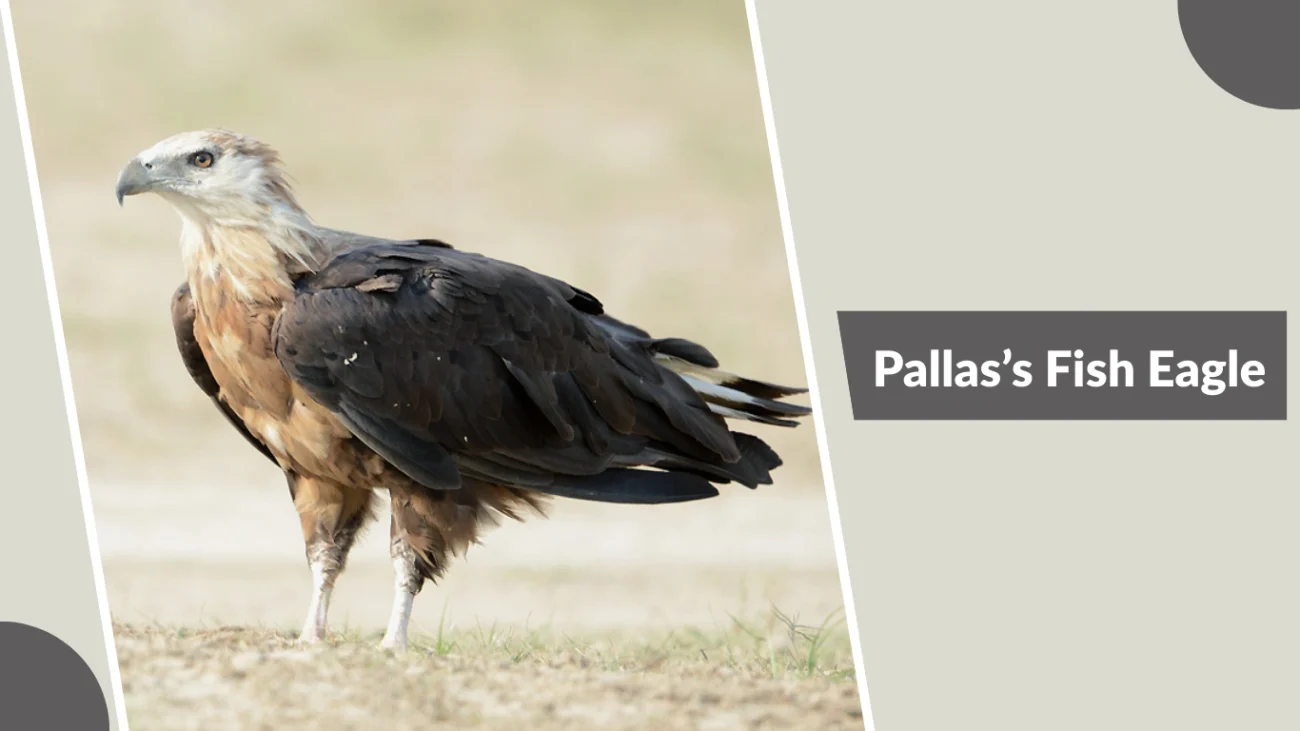 Pallas’s Fish Eagle
