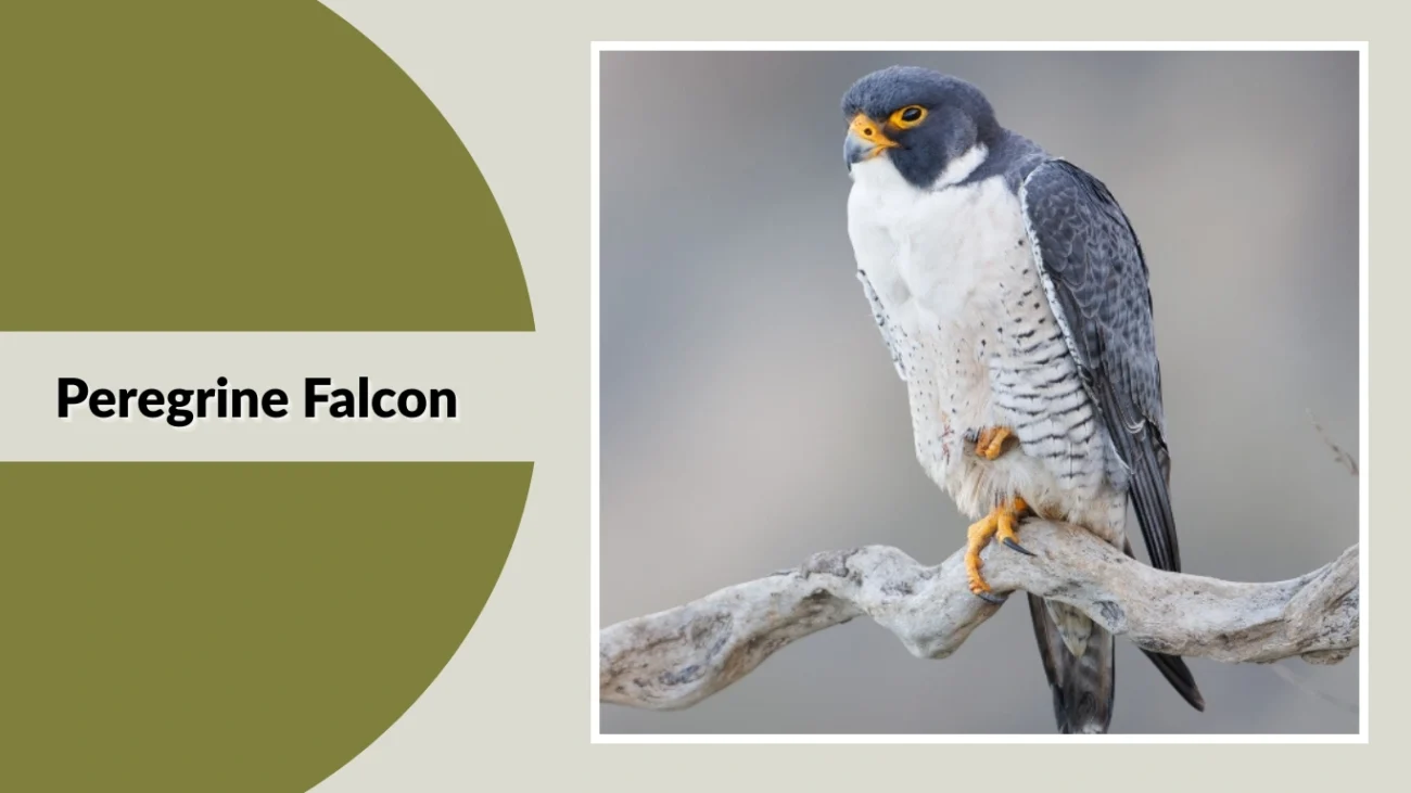 Peregrine Falcon