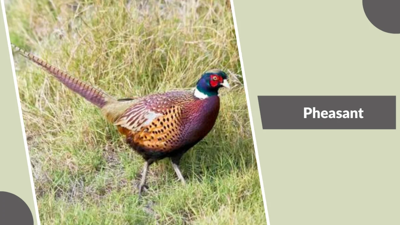 Pheasant