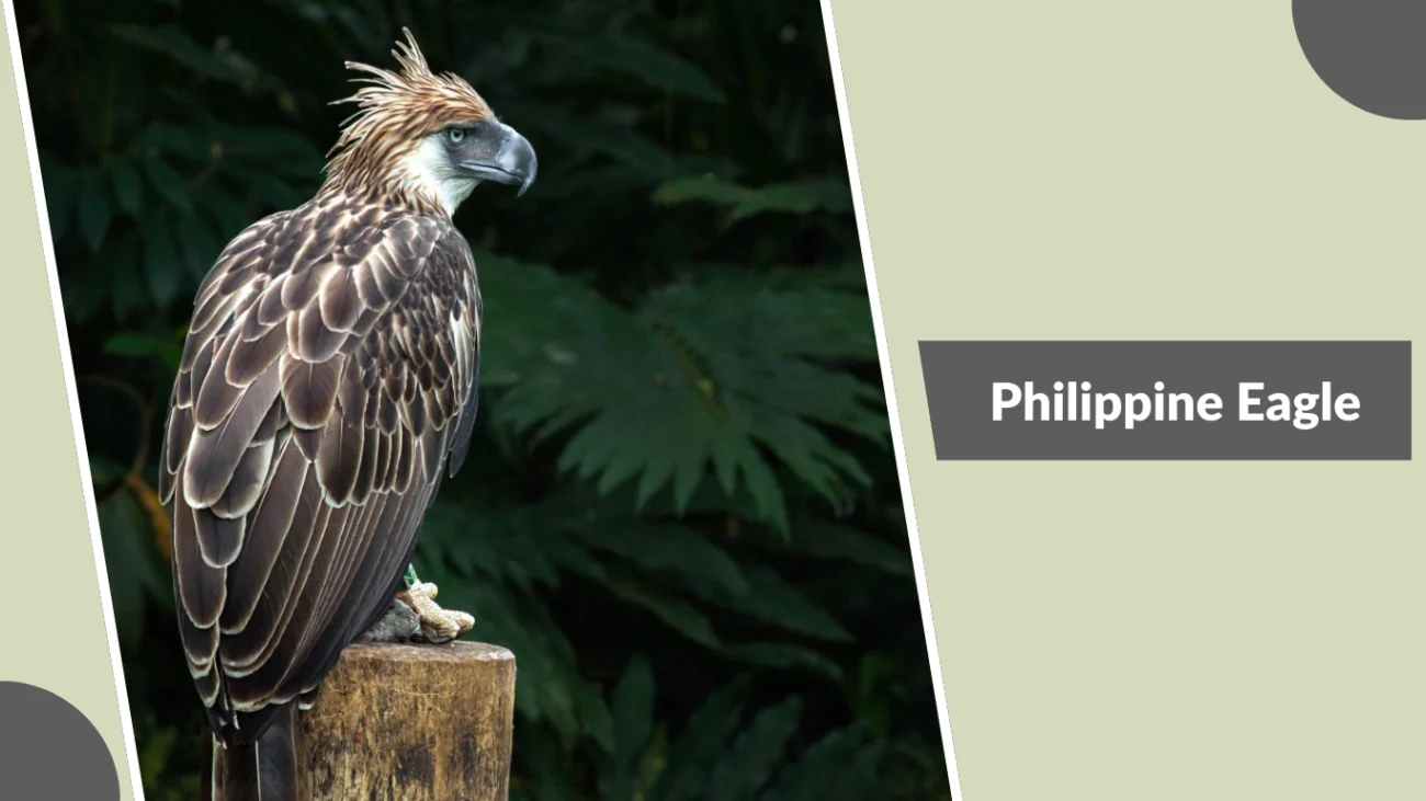 Philippine Eagle