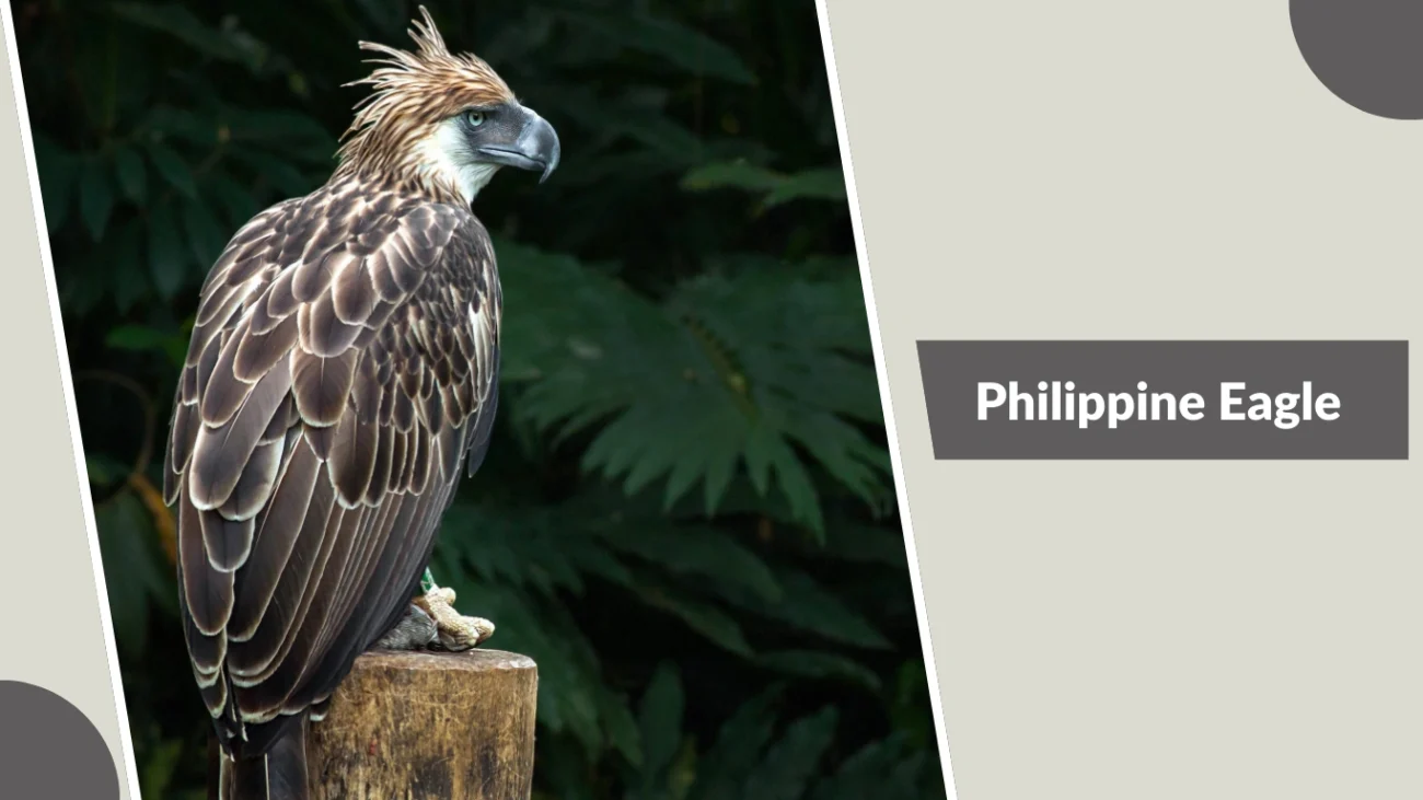 Philippine Eagle