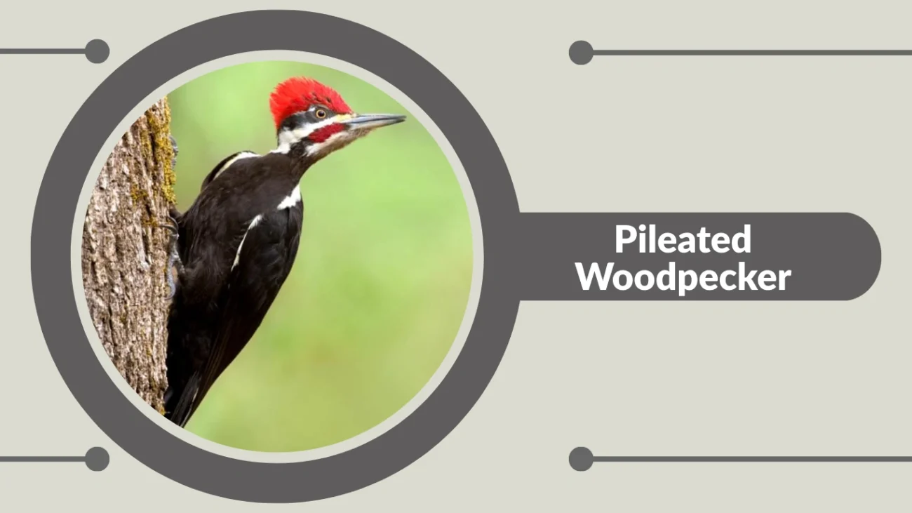 Pileated Woodpecker
