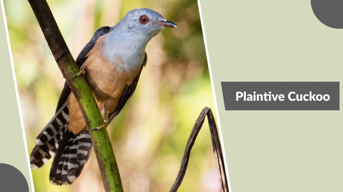 Plaintive Cuckoo