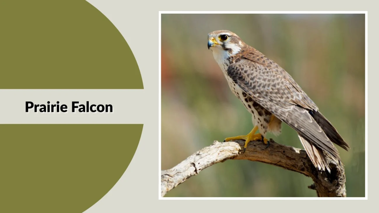 Prairie Falcon