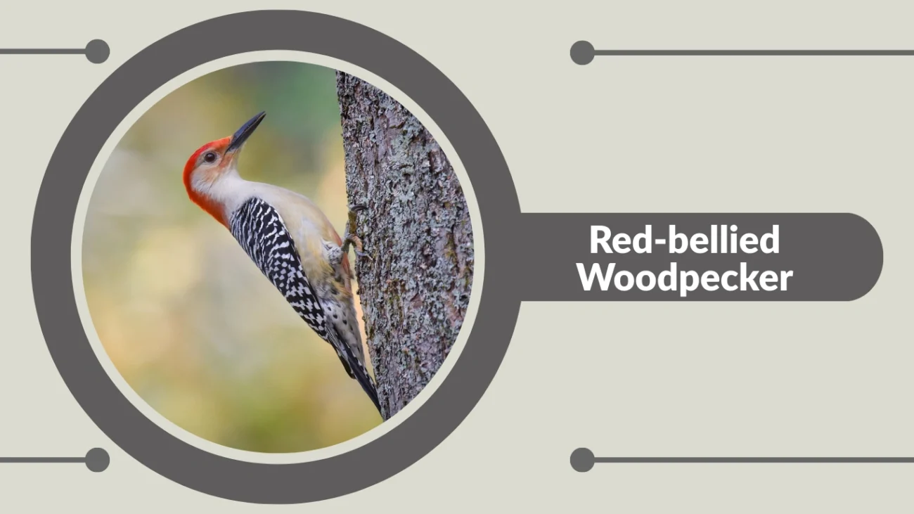 Red-bellied Woodpecker