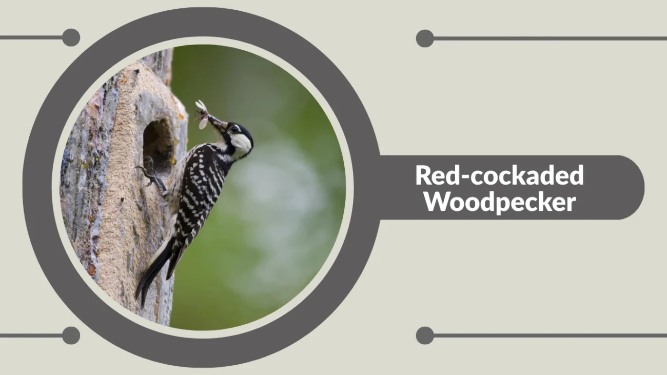 Red-cockaded Woodpecker