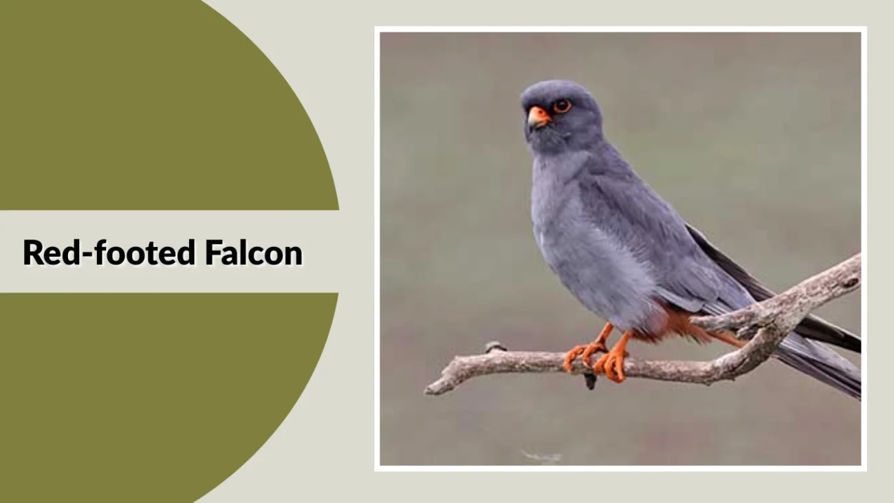Red-footed Falcon