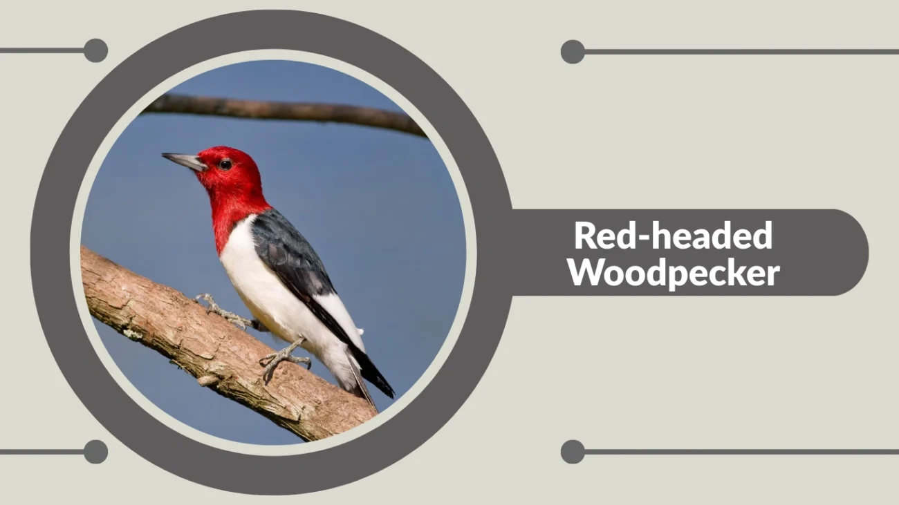 Red-headed Woodpecker