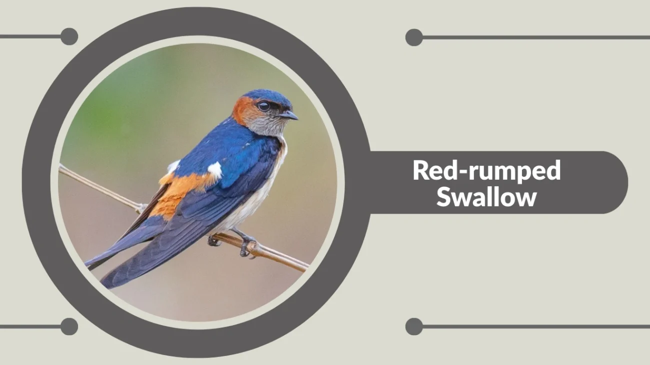 Red-rumped Swallow