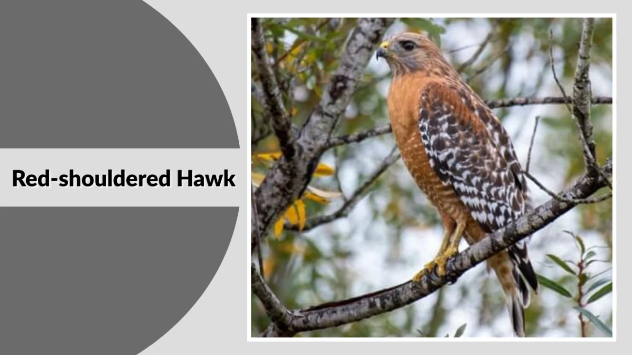 Red-shouldered Hawk