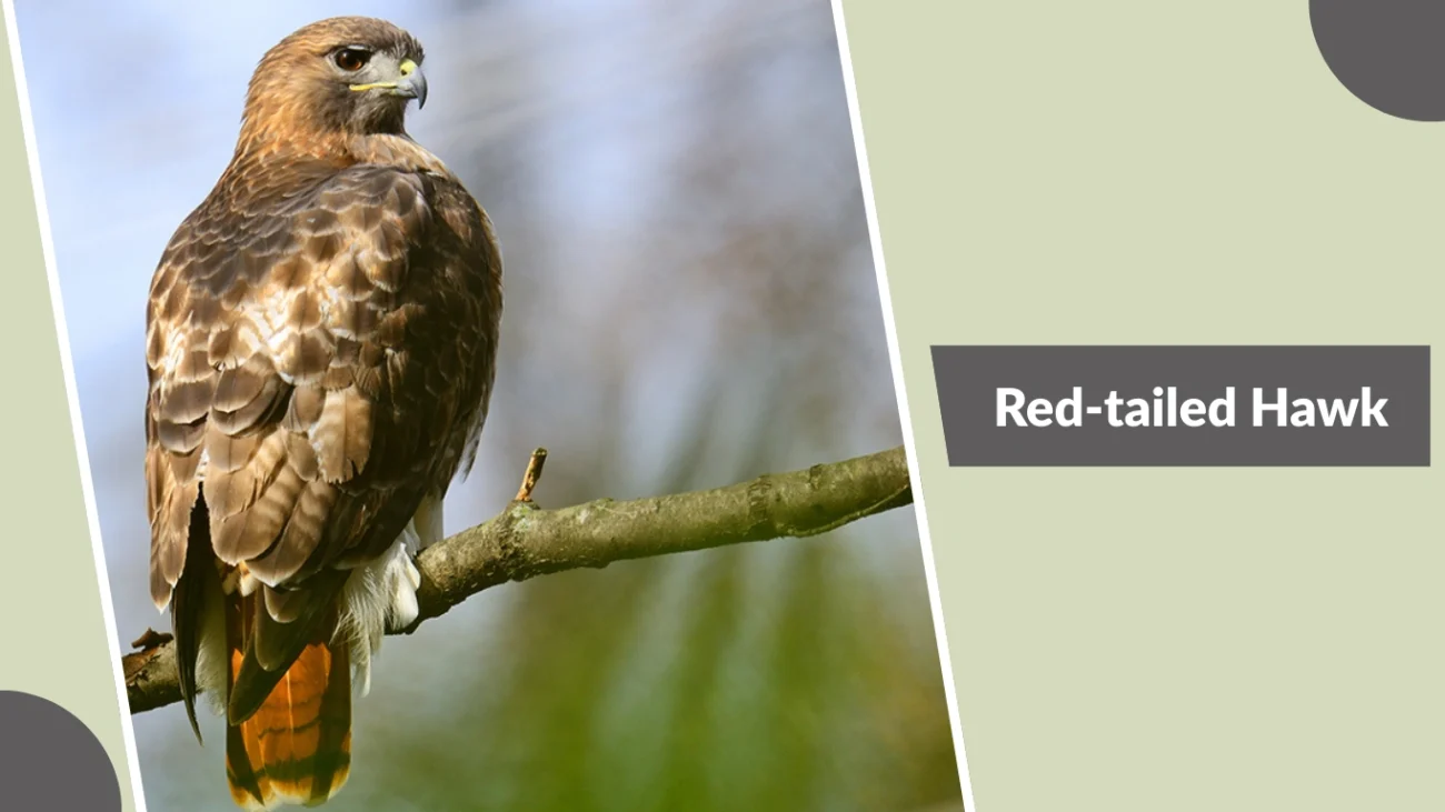 Red-tailed Hawk