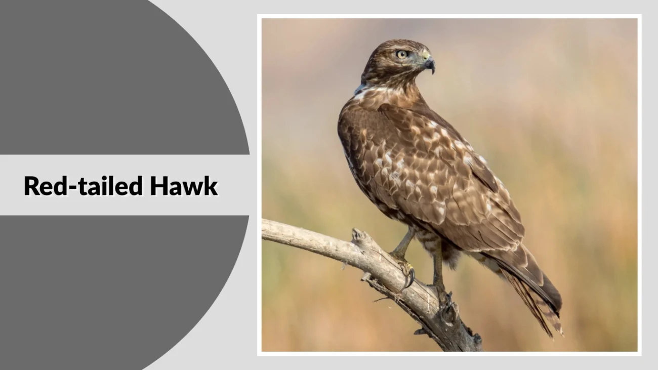 Red-tailed Hawk
