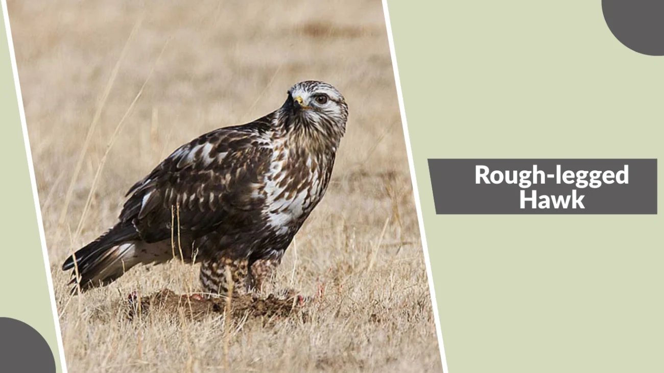 Rough-legged Hawk