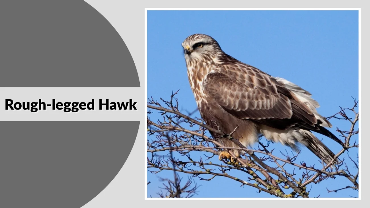 Rough-legged Hawk