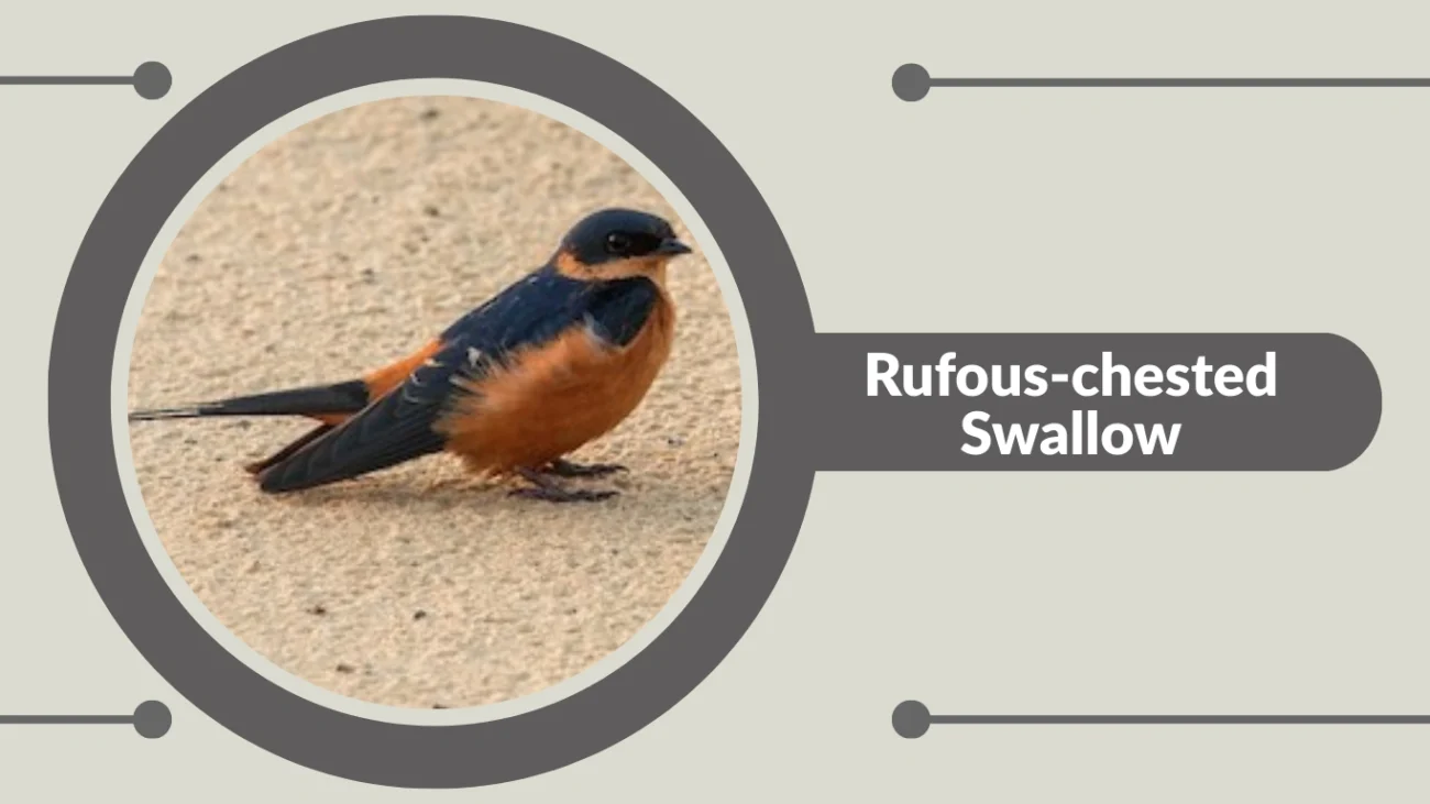 Rufous-chested Swallow