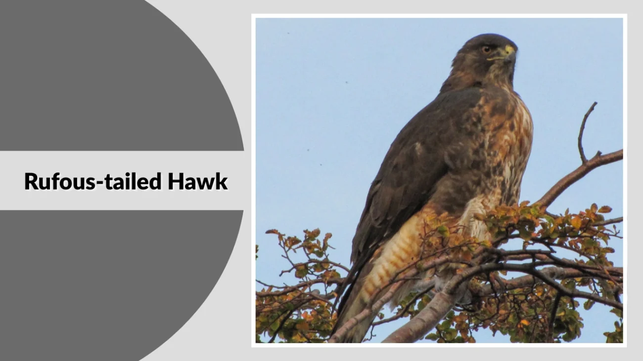 Rufous-tailed Hawk