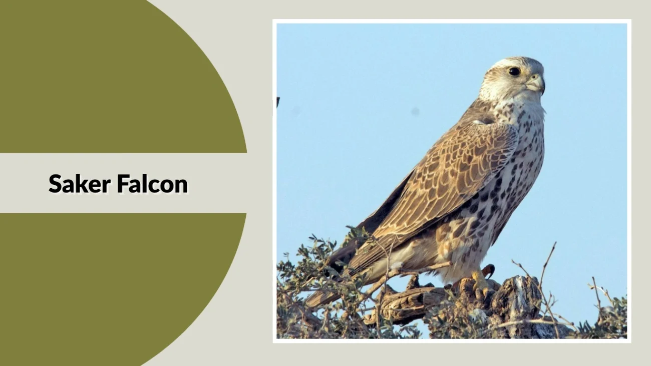 Saker Falcon