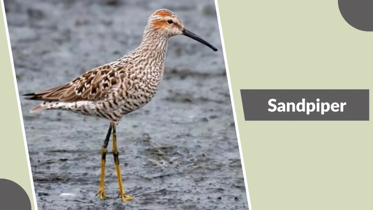Sandpiper