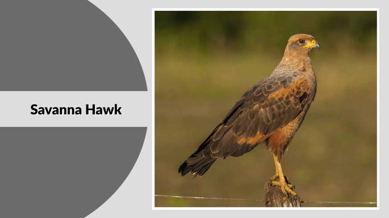 Savanna Hawk