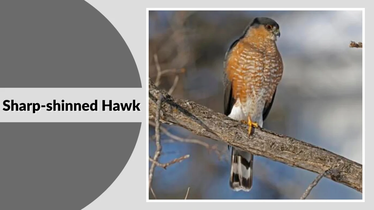 Sharp-shinned Hawk