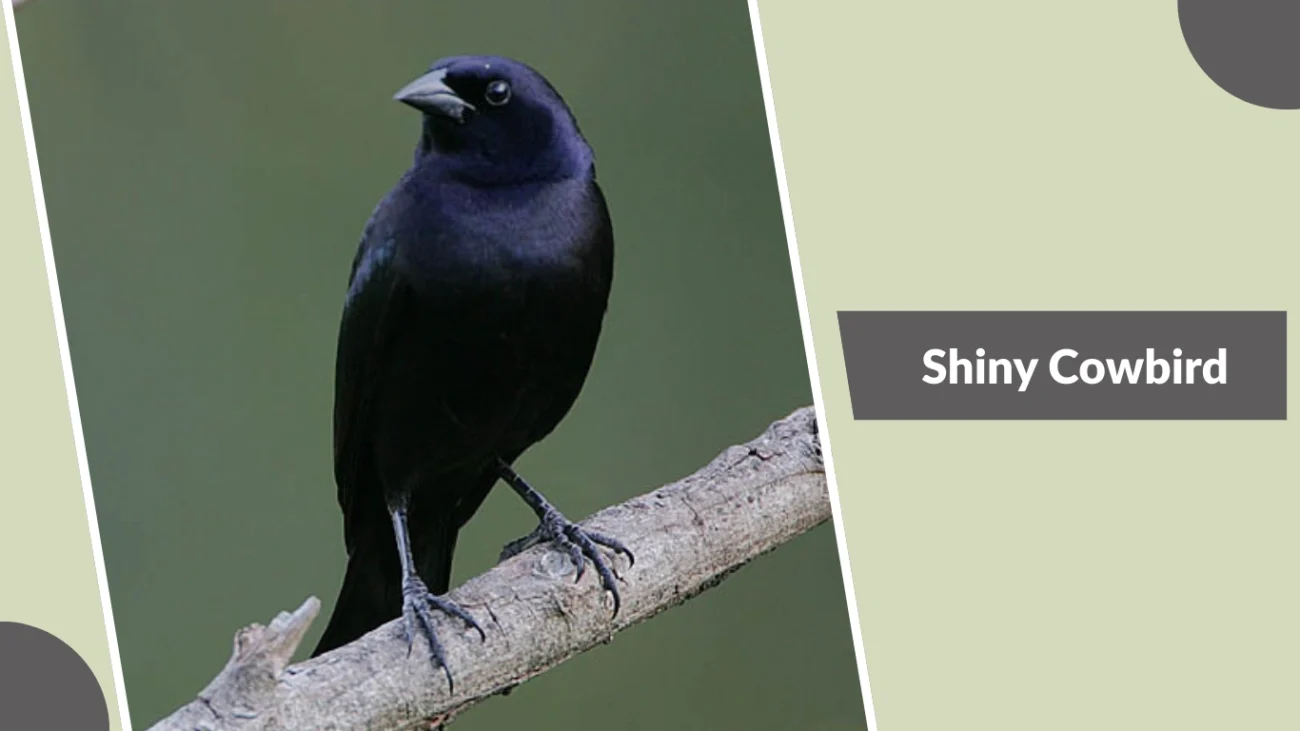 Shiny Cowbird