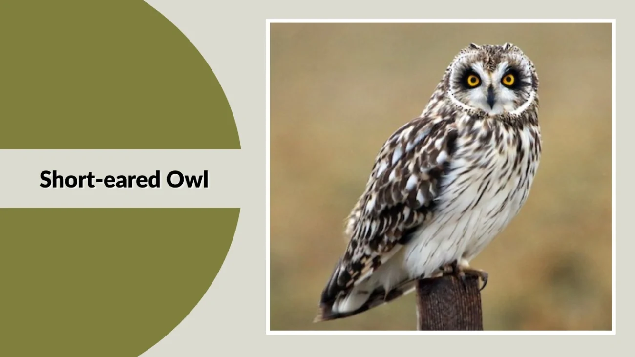 Short-eared Owl