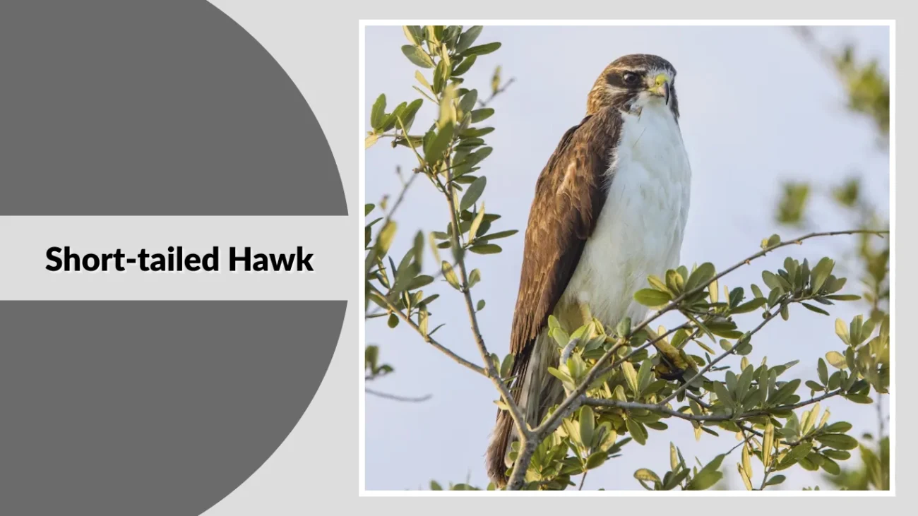 Short-tailed Hawk