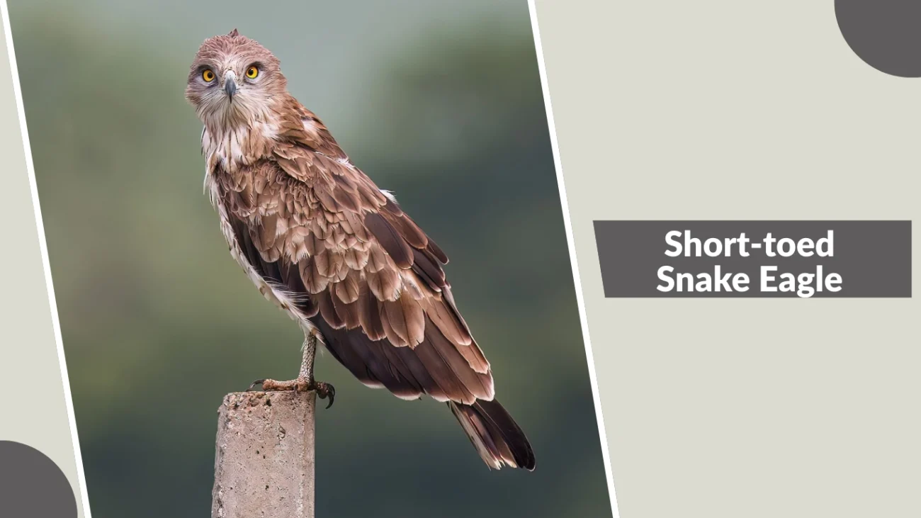 Short-toed Snake Eagle