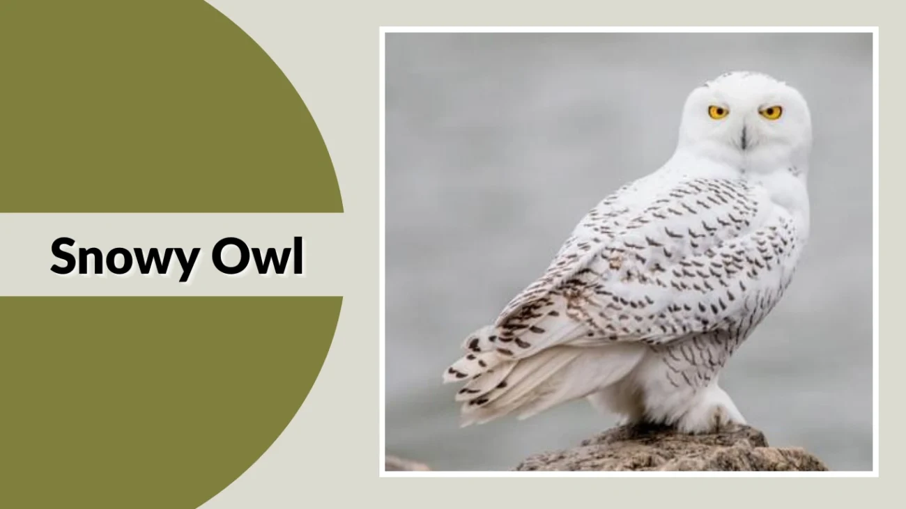 Snowy Owl