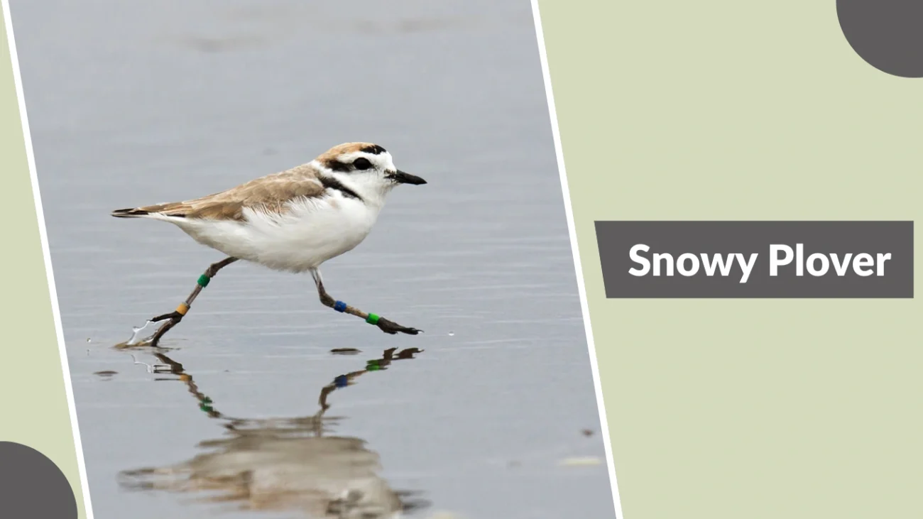 Snowy Plover