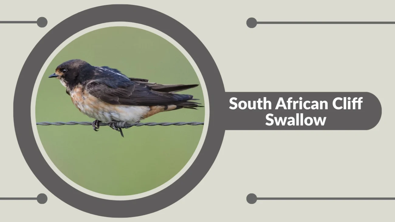 South African Cliff Swallow