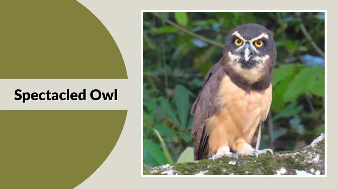 Spectacled Owl