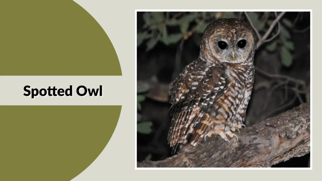 Spotted Owl