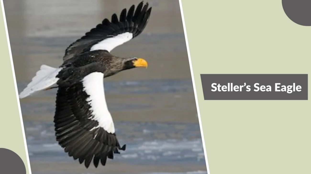 Steller’s Sea Eagle