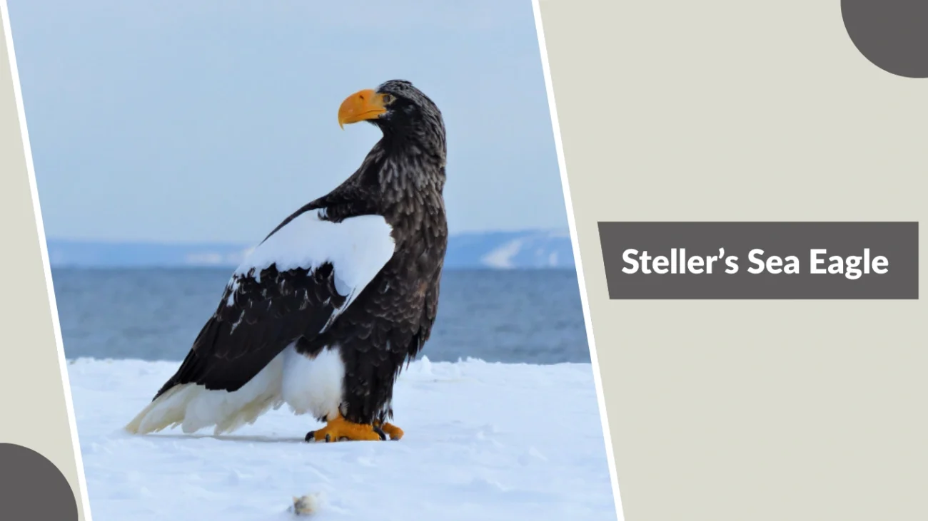 Steller’s Sea Eagle