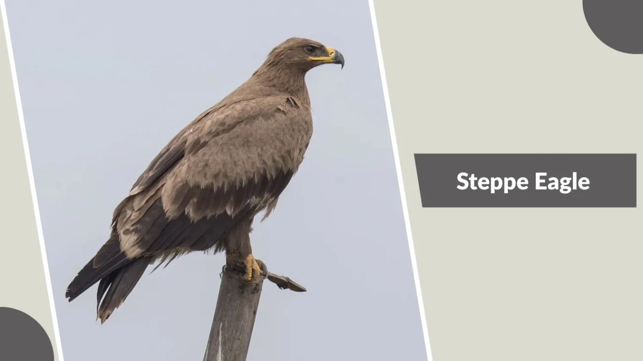 Steppe Eagle