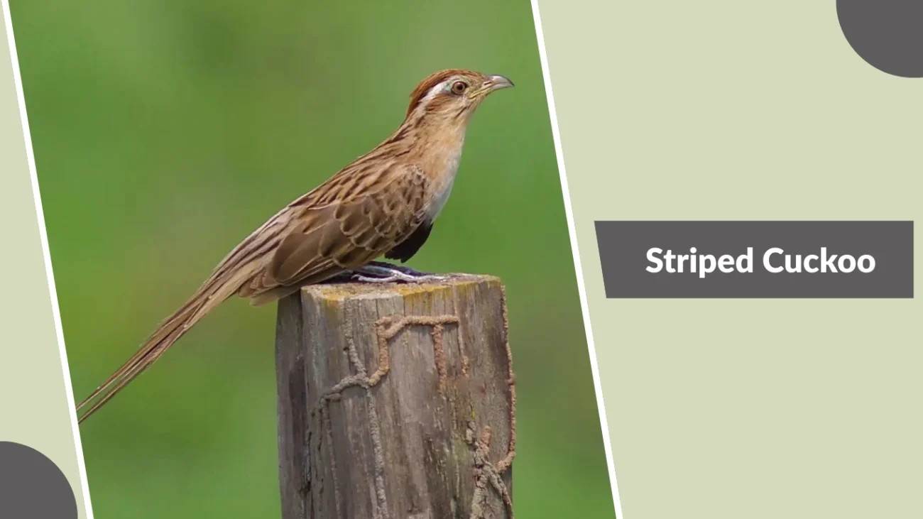 Striped Cuckoo