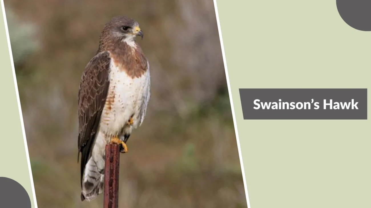 Swainson’s Hawk