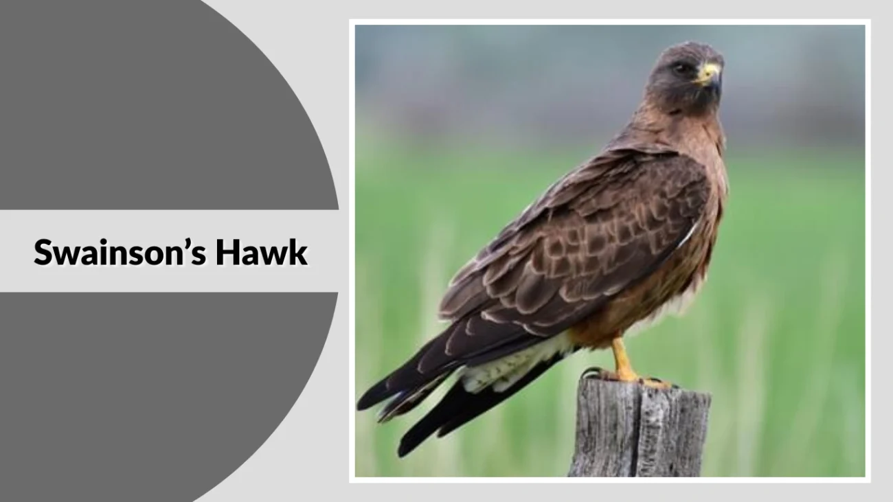 Swainson’s Hawk
