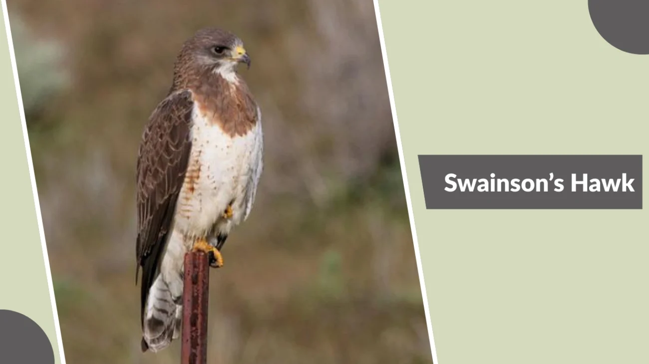 Swainson’s Hawk